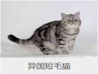 河北易用专用车辆有限公司